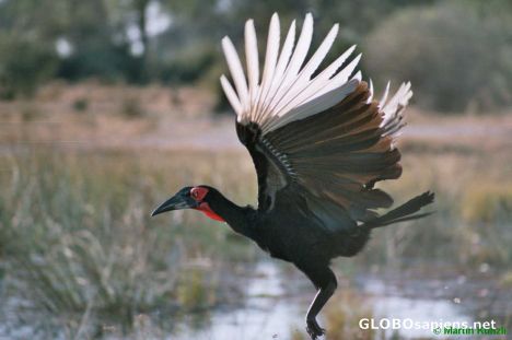 Postcard Ground Hornbill taking off
