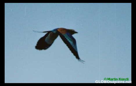 Postcard Liliac Breasted Roller in Flight