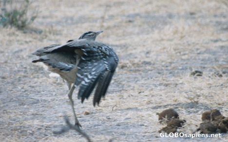 Postcard Kori Bustard flapping its wings