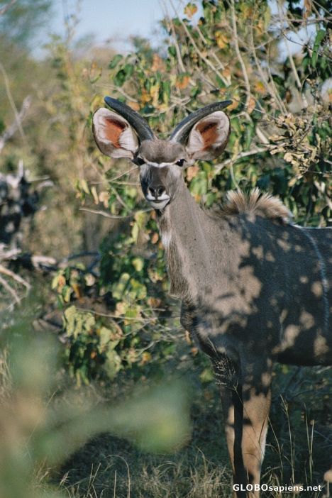Postcard Young Kudu bull