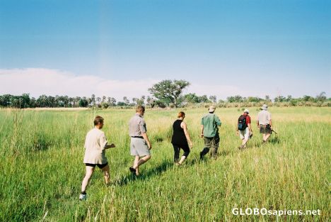 Postcard Okavango Delta Botswana