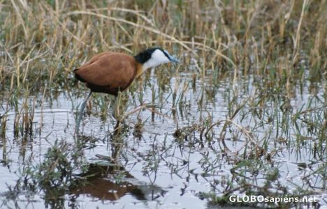 Postcard African Jacana Bird