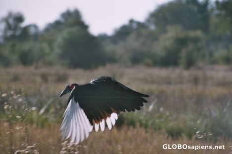 Postcard Ground Hornbill in Flight