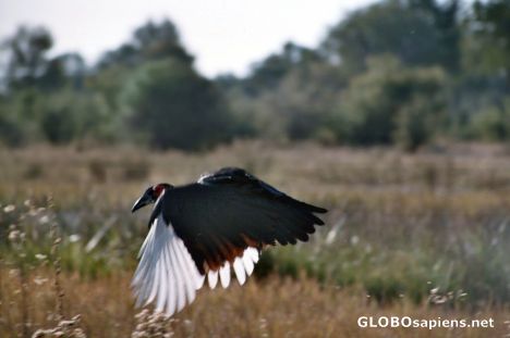 Postcard Ground Hornbill in Flight