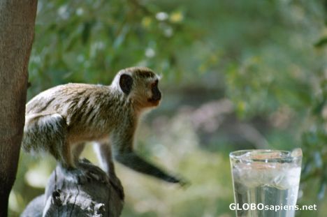 Postcard Velvet Monkey in Action