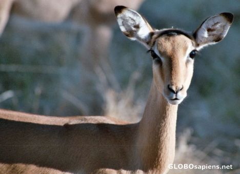 Postcard Impala Close up