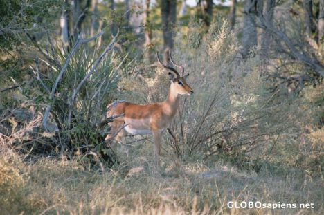 Postcard Impala on the lookout