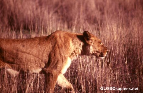 Postcard Lioness showing her muscles