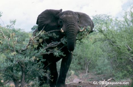Postcard Elephant