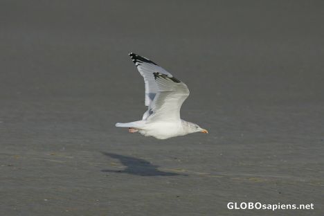 Postcard De Haan
