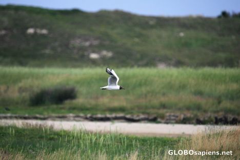 Postcard Het Zwin