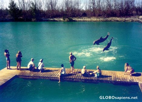 Postcard Dolphin Experience 2o7 Jump