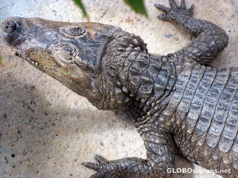 Postcard The Spectacled Caiman Crocodile