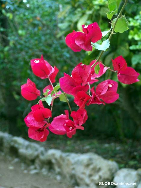 Postcard Bougainvillea colors the Bahamas
