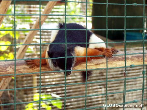 Postcard The Prevost Squirrel, Ardastra Conservation Centre