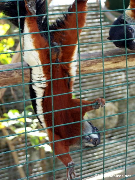 Postcard A Provost's Squirrel being silly