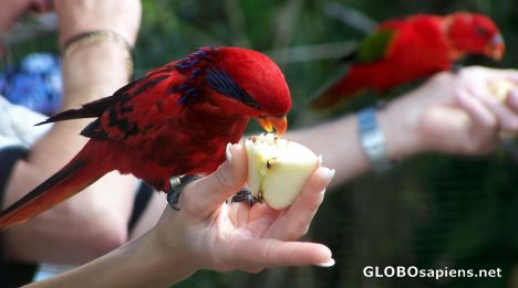 Postcard The feeding of the Lory Parrots