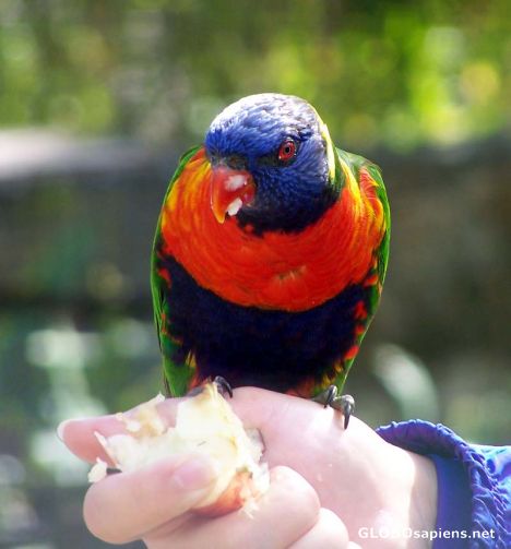 Postcard The feeding of the Lory Parrots