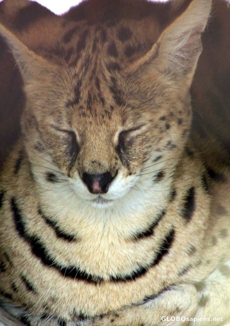 Postcard A sleeping Serval