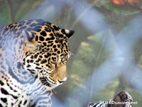Jaguar