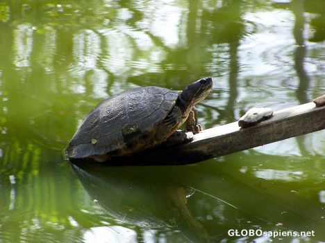 Postcard Turtle staring at her reflection in the water