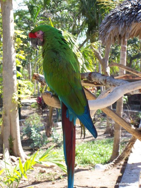 Postcard Macaw posing for my camera