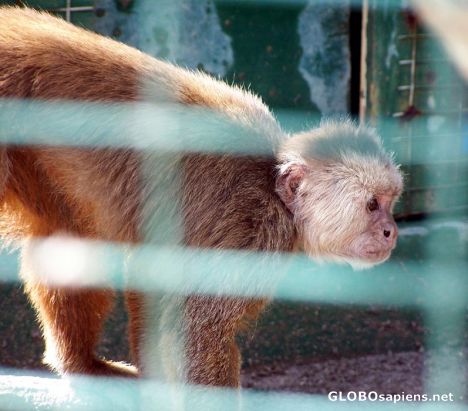 Postcard White-fronted Capuchin