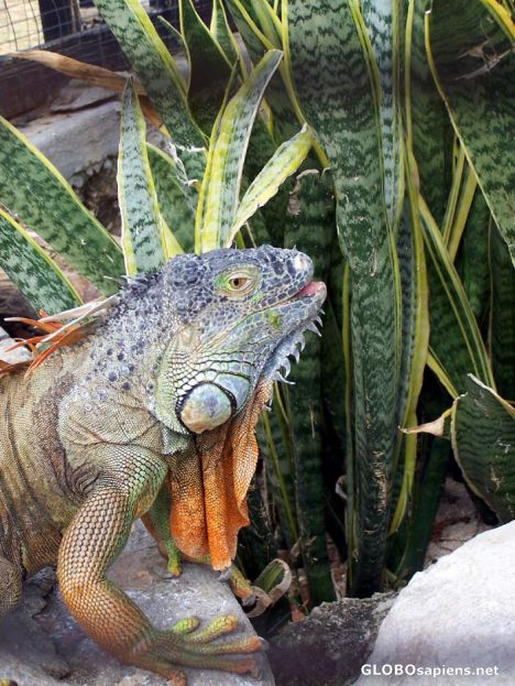 Postcard Iguana