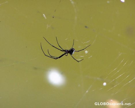 Postcard Spider awaiting lunch