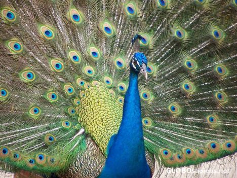 Postcard Peacocks run freely throughout the zoo