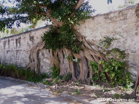 Postcard Unique Tree