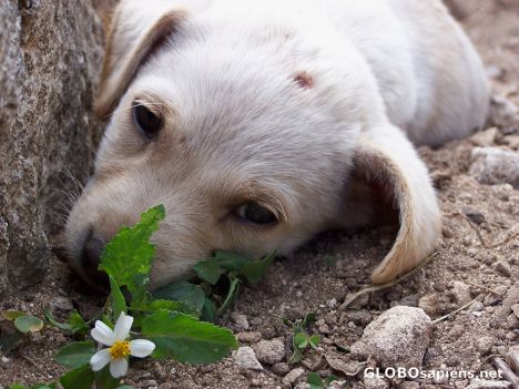 Postcard Homeless Puppy