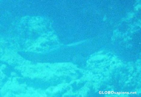 Postcard Atlantic stingray at Nassau