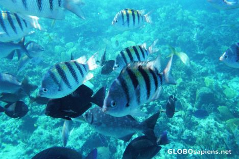 Postcard Free diving at the coast of New Providence Island