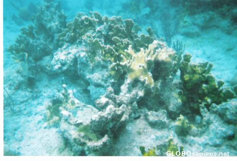 Postcard Coral