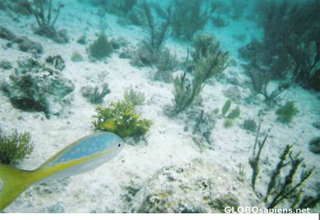 Postcard Fish