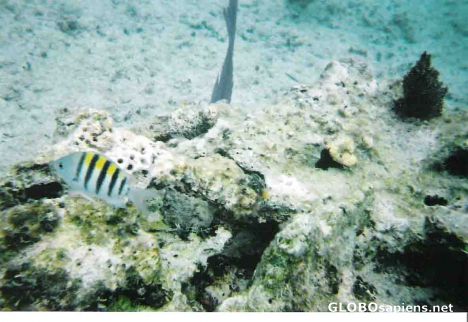 Postcard Striped fish