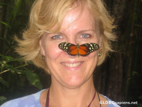 Postcard Butterfly Nose