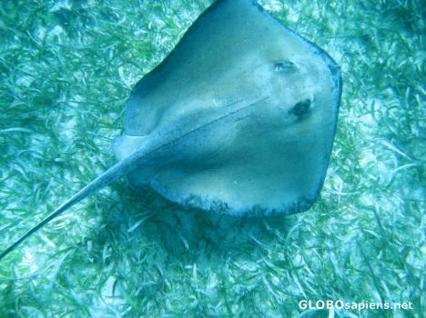 Postcard Sting Ray