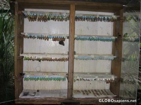 Postcard Cocoons @ Butterfly Farm