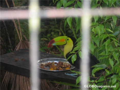 Postcard Belize Zoo