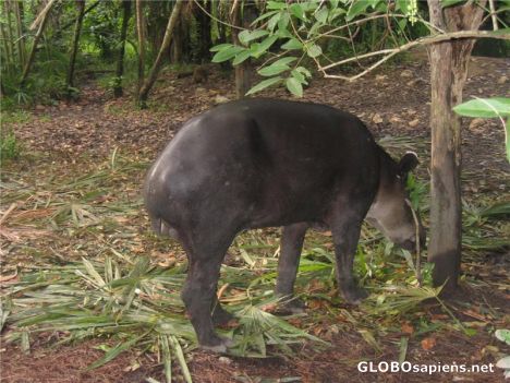 Postcard Tapir