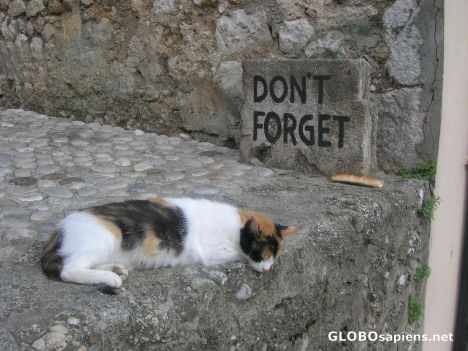 Postcard The cat forgot
