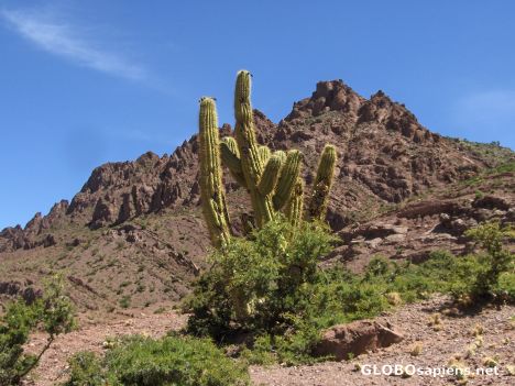 Postcard The cactus