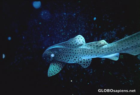 Postcard Leopard Shark