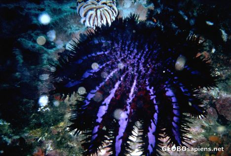 Postcard Diving Impressions