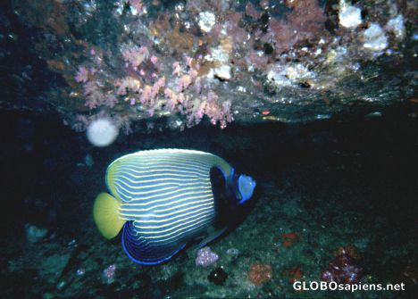 Postcard Diving Impressions