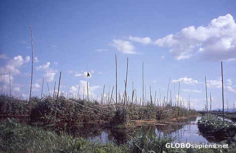 Postcard Inle Lake, Floating Gardens