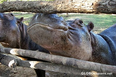 Postcard Smiling Hippos, Hlagaw Nature Refuge