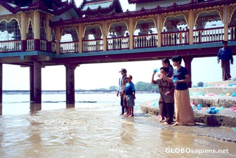 Postcard Feeding the Holy Catfish at Kyauktan